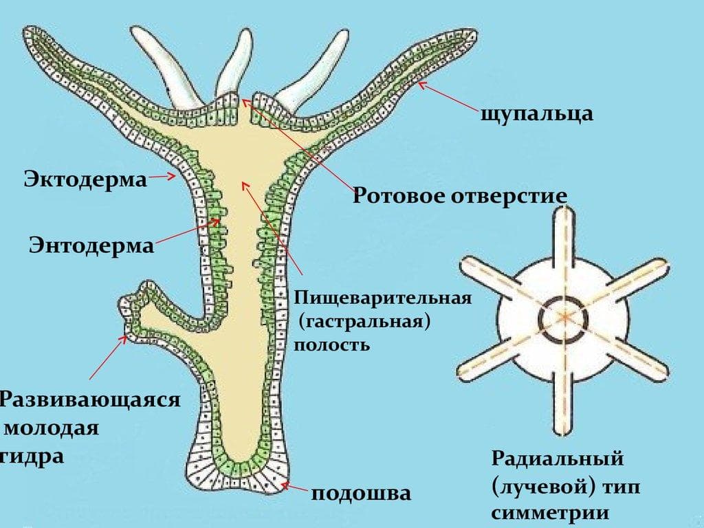 Ссылка на кракен онион